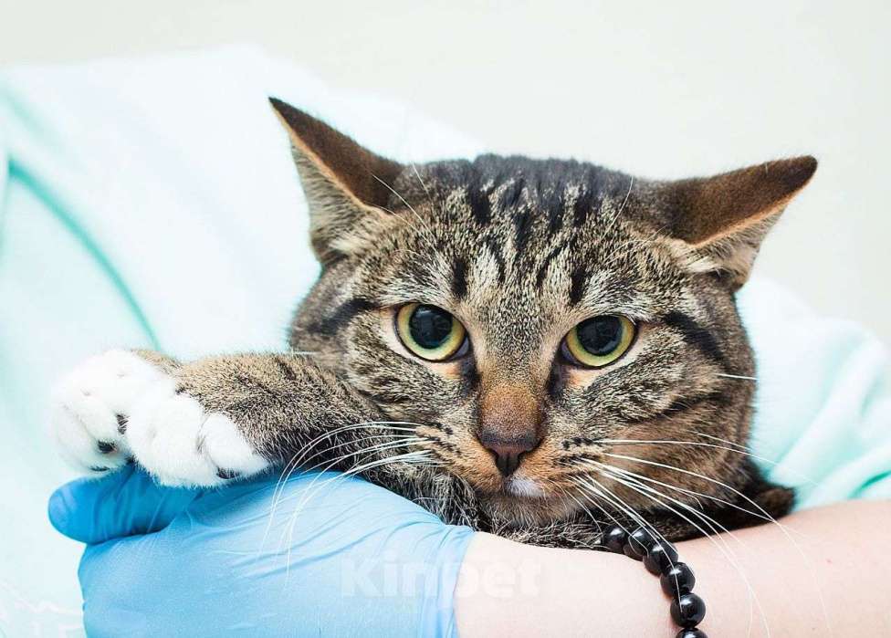 Кошки в Москве: Самая ручная кошечка на свете ищет дом Девочка, Бесплатно - фото 3