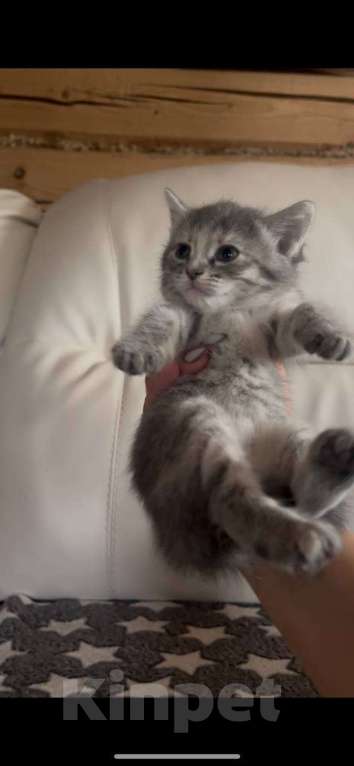 Кошки в Уфе: Котята девочки в добрые руки  Девочка, Бесплатно - фото 2