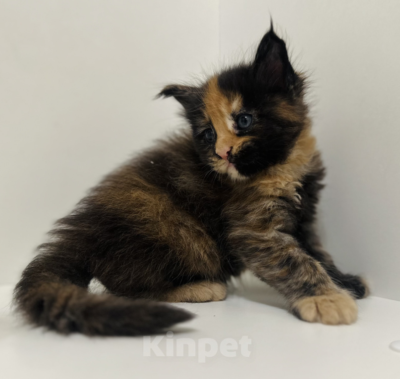 Кошки в Москве: Котята мейн кун Девочка, 60 000 руб. - фото 7