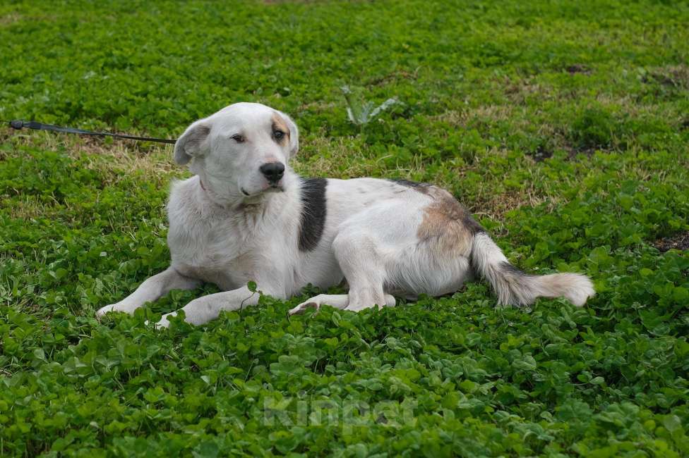 Собаки в Москве: Спотти Мальчик, Бесплатно - фото 2