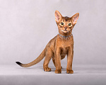 Кошки в Старом Купавне: Абиссинский подросток Мальчик, 30 000 руб. - фото 4