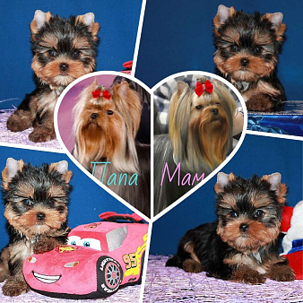 Мальчик, мелкий стандарт, Блейк.