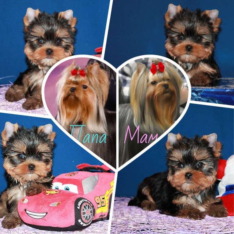 Собаки в Москве: Мальчик, мелкий стандарт, Блейк. Мальчик, 80 000 руб. - фото 1