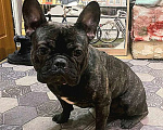 Собаки в Химках: Французский бульдог Мальчик, Бесплатно - фото 1