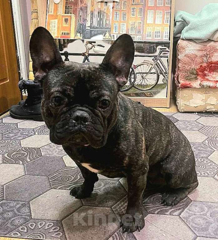 Собаки в Химках: Французский бульдог Мальчик, Бесплатно - фото 1