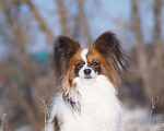 Собаки в Уфе: Папийон для вязки, 25 000 руб. - фото 4