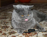 Кошки в Электростали: Вязка с Шотландским прямоухим котом Опытный, 3 000 руб. - фото 8