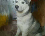 Собаки в Улане-Удэ: Хаски , Ищет подружку для вязки, Бесплатно - фото 3