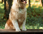 Собаки в Москве: Красивый пёс Мирон в добрые руки! Мальчик, 1 руб. - фото 9
