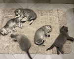 Кошки в Люберцах: Продам котяток -мраморный британец , 4 000 руб. - фото 1