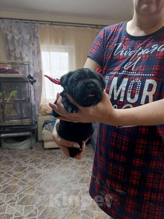 Собаки в других городах Московской области: Щенки  Мальчик, Бесплатно - фото 4