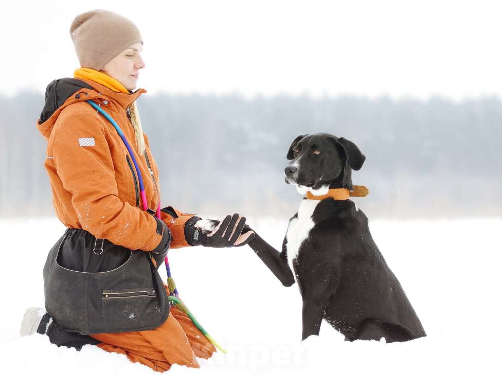 Собаки в Ореховом-Зуево: Агат в надёжные руки Мальчик, Бесплатно - фото 3