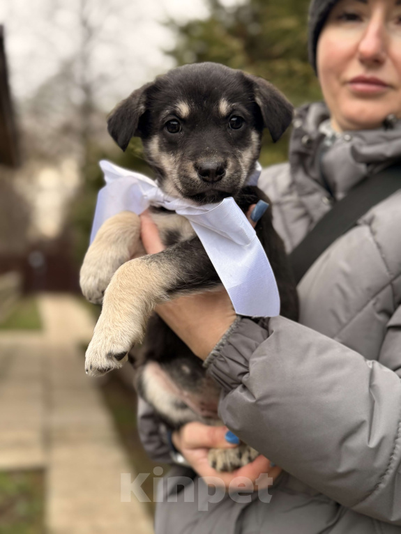 Собаки в Москве: Красивые щенки девочки в дар! Дайте шанс не замерзнуть! Девочка, Бесплатно - фото 2