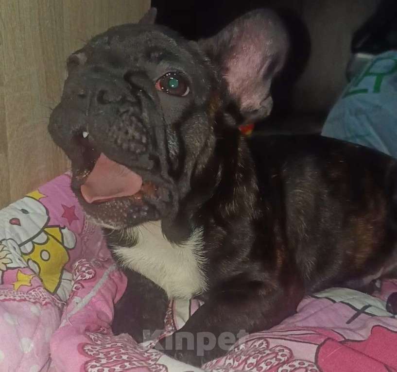 Собаки в Хадыженске: Мальчик Французский бульдог РКФ  Мальчик, Бесплатно - фото 8