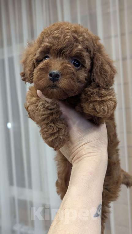 Собаки в Москве: Девочка пудель Девочка, 90 000 руб. - фото 1