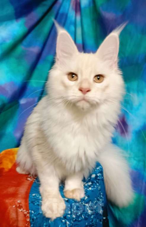 Кошки в Санкт-Петербурге: Девочка красное высокое серебро. Девочка, 35 000 руб. - фото 4