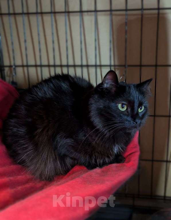 Кошки в Москве: Роскошная чёрная кошка Тучка в добрые руки  Девочка, Бесплатно - фото 4