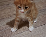 Кошки в Гавриле Посаде: Котенок мейн-куна, девочка, 13.01.2025 Девочка, 10 000 руб. - фото 1