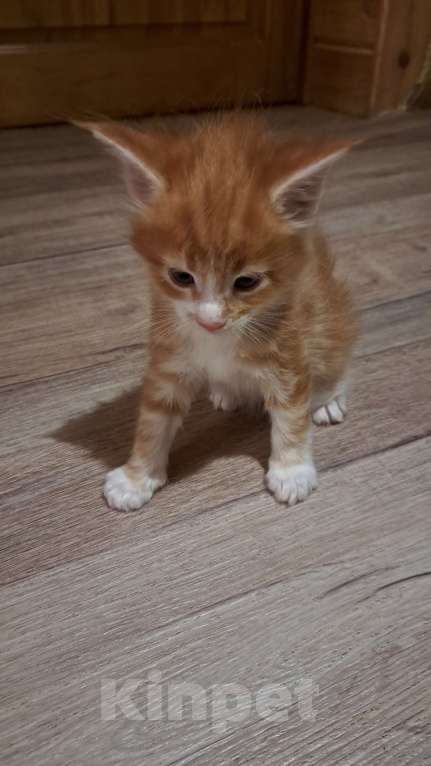 Кошки в Гавриле Посаде: Котенок мейн-куна, девочка, 13.01.2025 Девочка, 10 000 руб. - фото 1