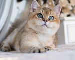 Кошки в Владивостоке: Британский котенок Хасан Мальчик, 70 000 руб. - фото 8