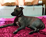 Собаки в Симферополе: Мальчик ксоло стандарт Мальчик, 1 руб. - фото 1