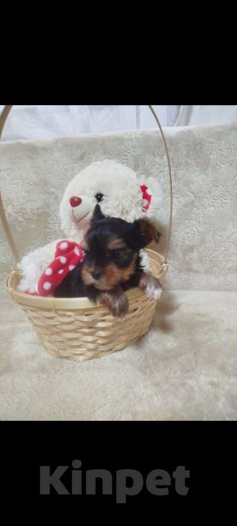 Собаки в Саратове: Щенки йорка Мальчик, 20 000 руб. - фото 5