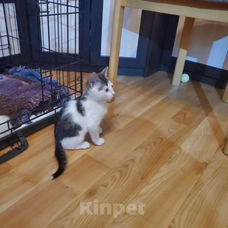 Кошки в Санкт-Петербурге: Отдам котенка  в заботливые руки Мальчик, Бесплатно - фото 3