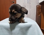 Собаки в Москве: Щенки коротколапики в добрые руки Мальчик, Бесплатно - фото 4