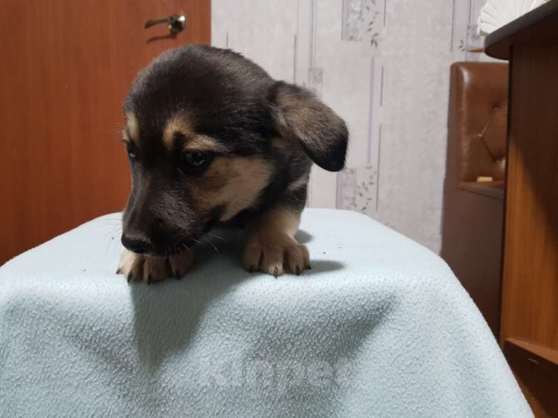 Собаки в Москве: Щенки коротколапики в добрые руки Мальчик, Бесплатно - фото 4