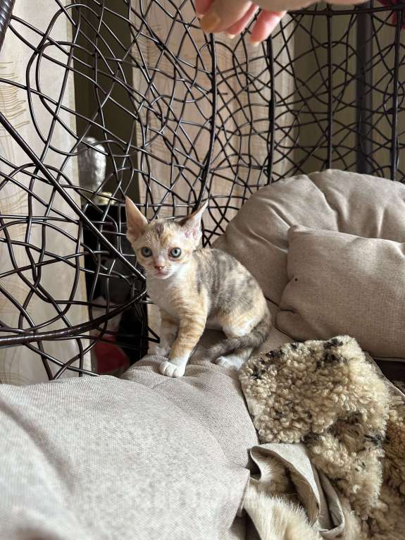 Кошки в Мурином: Demi mur Девочка, 65 000 руб. - фото 7