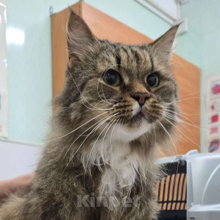 Кошки в Клине: Чарли — он должен снова стать любимым Мальчик, Бесплатно - фото 4