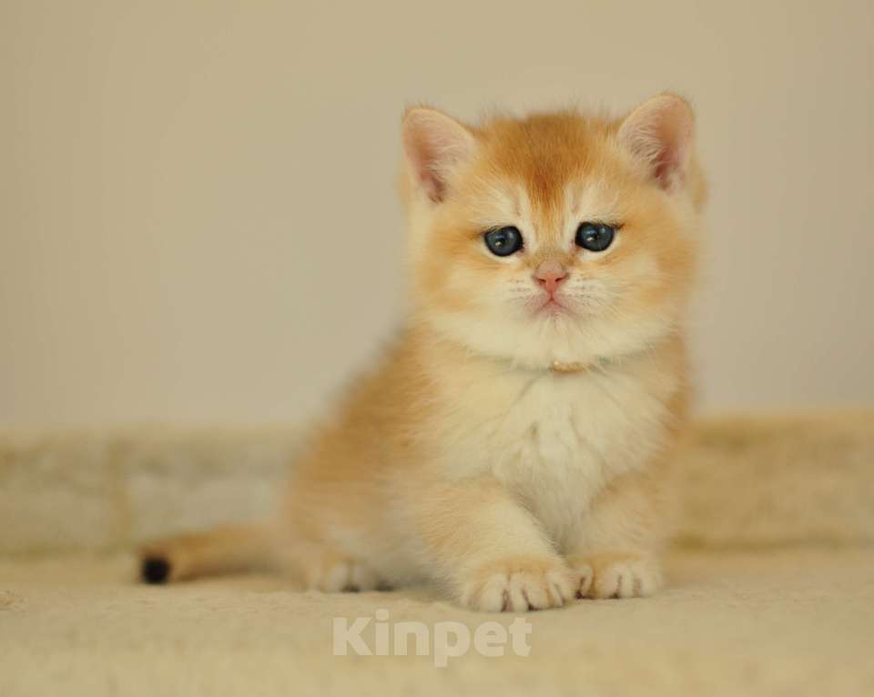 Кошки в Уфе: Британский котик окраса золотая шиншилла Мальчик, 40 000 руб. - фото 2