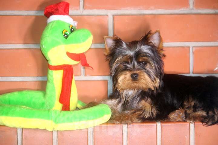 Собаки в других городах Московской области: Мальчик йоркширского терьера мелкий стандарт Мальчик, Бесплатно - фото 6