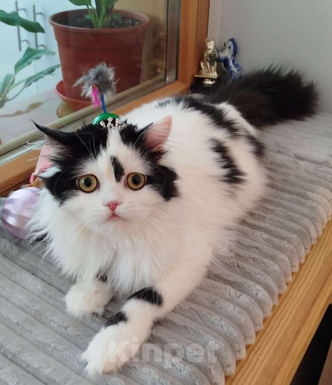 Кошки в Валдае: Котёнок шотландский, длинношестный Девочка, 30 000 руб. - фото 5