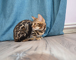 Кошки в Москве: Бенгальский мальчишка с  родословной (в наличии) Мальчик, 40 000 руб. - фото 9