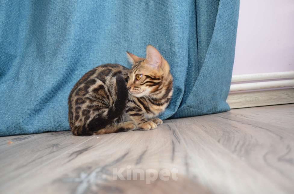 Кошки в Москве: Бенгальский мальчишка с  родословной (в наличии) Мальчик, 40 000 руб. - фото 9