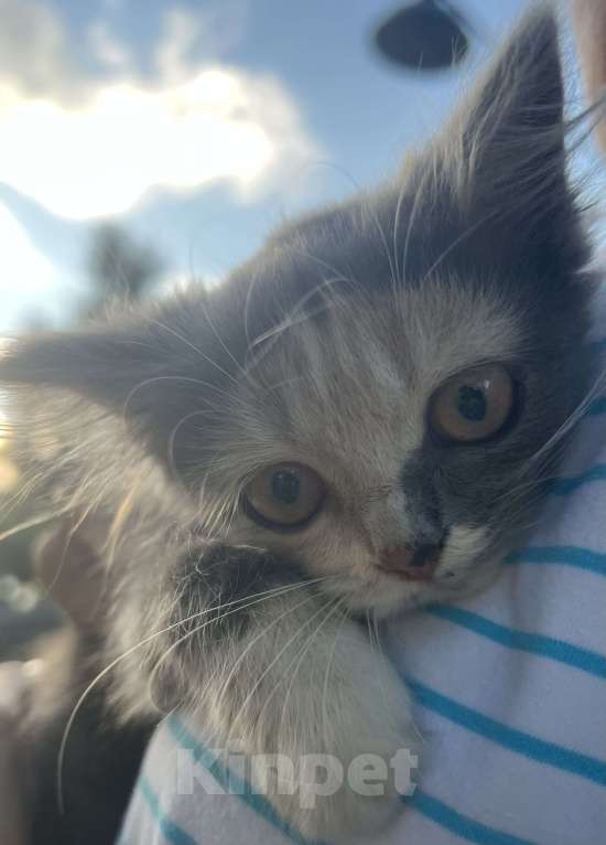 Кошки в Клинцах: Котенок девочка Девочка, Бесплатно - фото 2