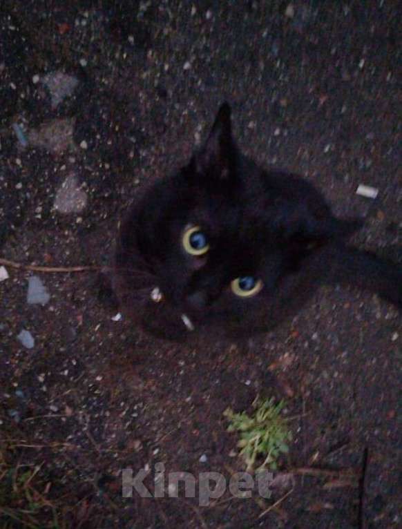 Кошки в Ногинске: Шикарный кот хорошей хозяйке Мальчик, Бесплатно - фото 4