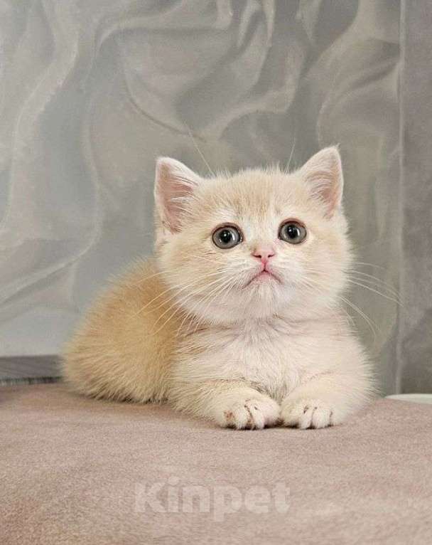 Кошки в Москве: Шотландский прямоухий котенок Девочка, 35 000 руб. - фото 3