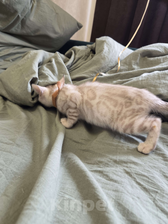 Кошки в Красногорске: Бенгальские малыши Девочка, 50 000 руб. - фото 7