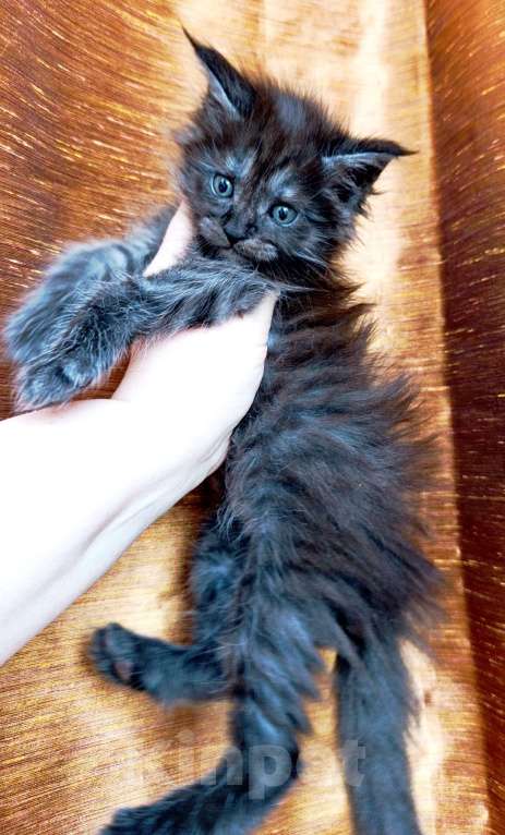 Кошки в Москве: Мейн кун мальчик Мальчик, 45 000 руб. - фото 8