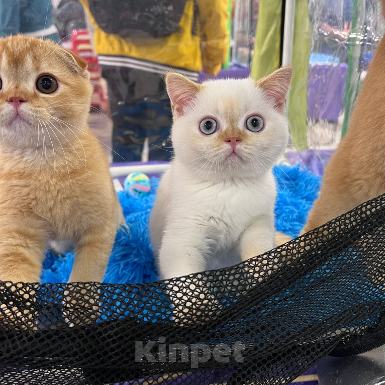 Кошки в Москве: Продаются котята золотого окраса (золотая шиншилла), с родословной и ветеринарным паспортом с привив Девочка, 45 000 руб. - фото 5
