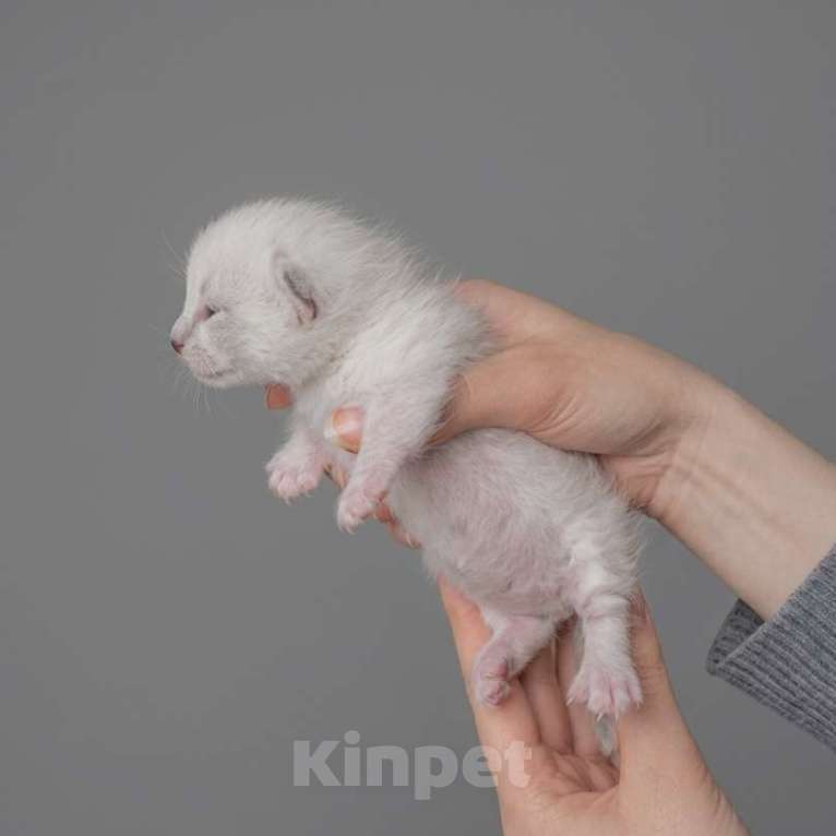 Кошки в Перми: Манчкин котёнок Мальчик, 30 000 руб. - фото 2