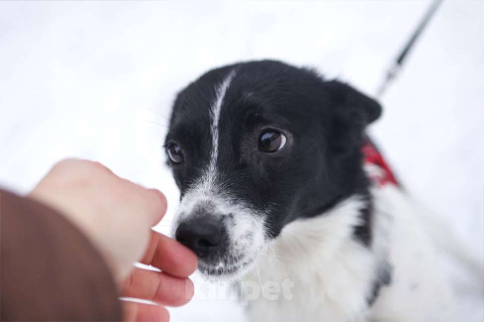 Собаки в Санкт-Петербурге: Миниатюрная Вива в добрые руки Девочка, Бесплатно - фото 4