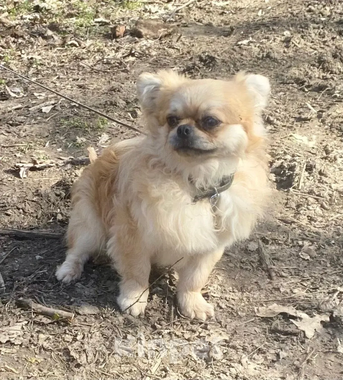 Собаки в Ростове-на-Дону: Красавец Марик в поисках дома! Мальчик, Бесплатно - фото 2