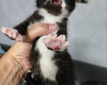 Кошки в Москве: Котята в добрые руки Девочка, Бесплатно - фото 5