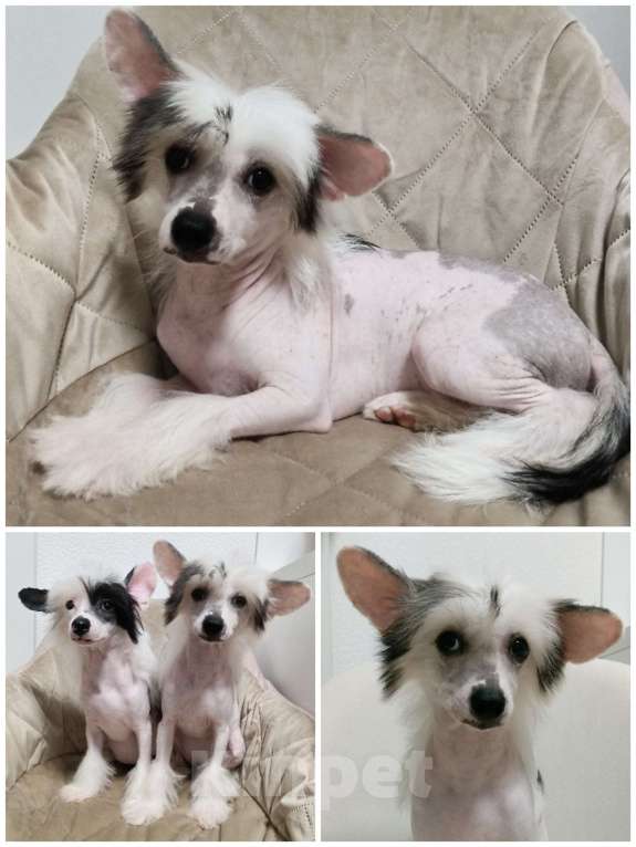 Собаки в Санкт-Петербурге: Девочки китайской хохлатой собаки Девочка, Бесплатно - фото 10