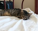 Кошки в Раменском: Котёнок в добрые руки Девочка, Бесплатно - фото 3
