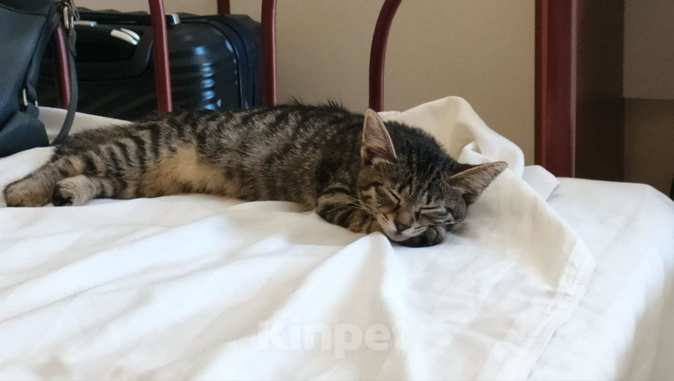 Кошки в Раменском: Котёнок в добрые руки Девочка, Бесплатно - фото 3