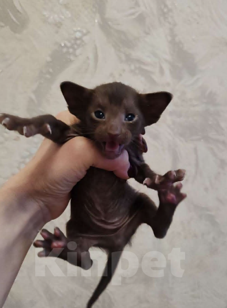 Кошки в Миассе: ориентальный котенок Мальчик, 21 000 руб. - фото 2